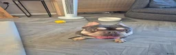 French Bulldog dogs for sale: Teddie - Advert 1