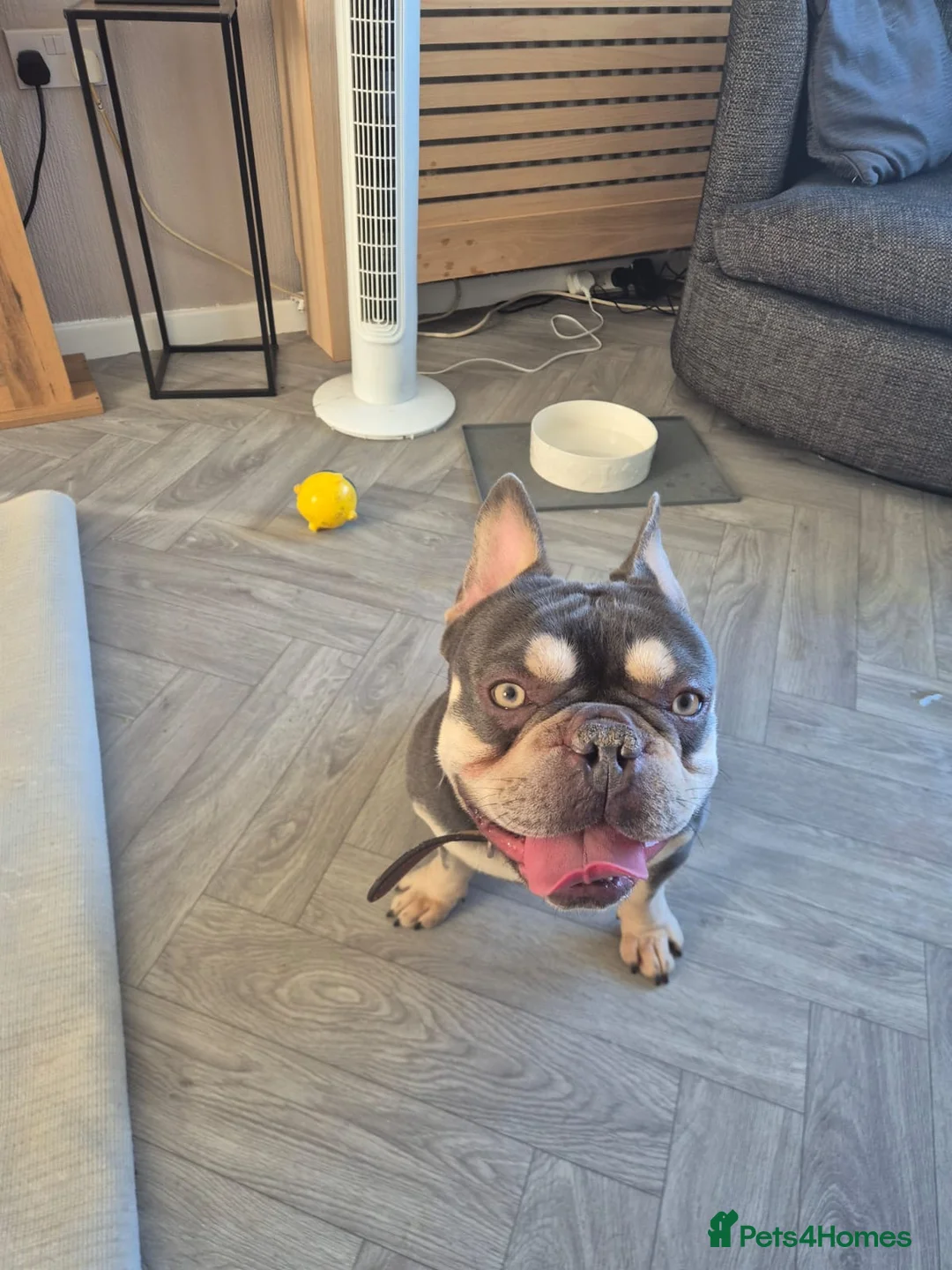 French Bulldog dogs for sale: Teddie - Advert 1