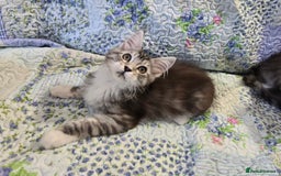Maine Coon cats for sale: Beautiful playful Maine Coon kittens  - Image 11