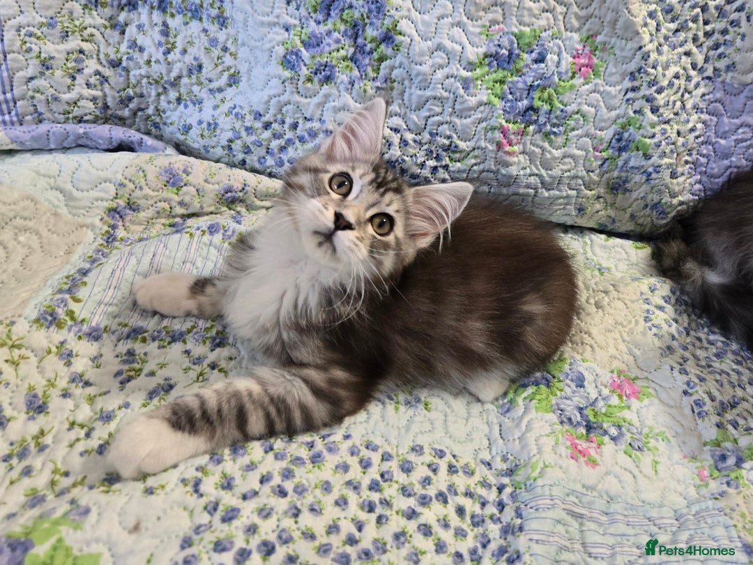 Maine Coon cats for sale: Beautiful playful Maine Coon kittens  - Image 11