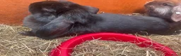 Mini Lion Lop rabbits for sale: Adult Mini Lion Lop Rabbit - Advert 2