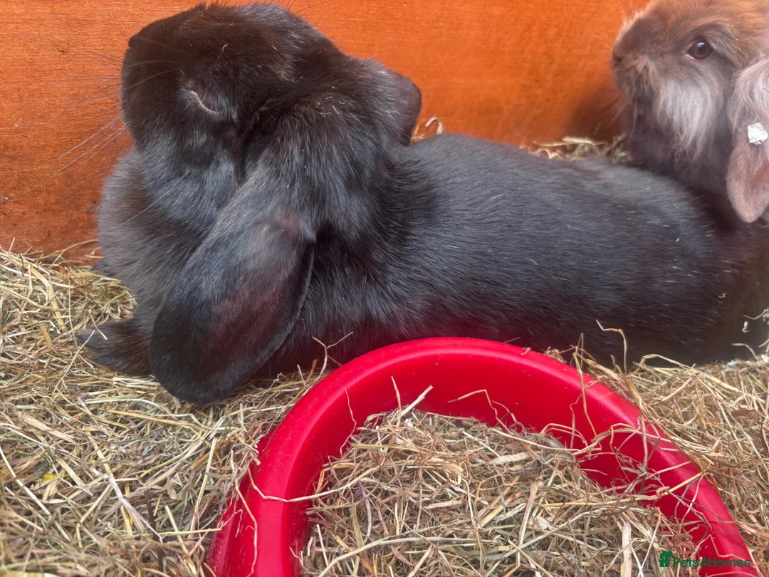Mini Lion Lop rabbits for sale: Adult Mini Lion Lop Rabbit - Advert 2