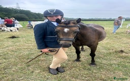 Welsh Section B horses for sale: sad sale of the most beautiful little dun mare! - Image 2