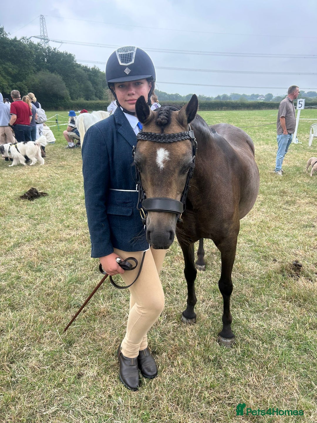 Welsh Section B horses for sale: sad sale of the most beautiful little dun mare! - Image 2