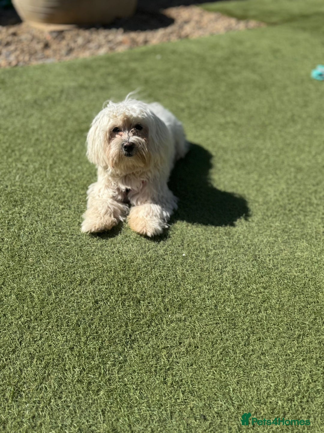 Bichon Frise dogs for sale: Two small Bichon Frise ready for their new home - Image 6