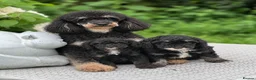 Toy Poodle dogs for sale: Stunning toy poodles  - Advert 1