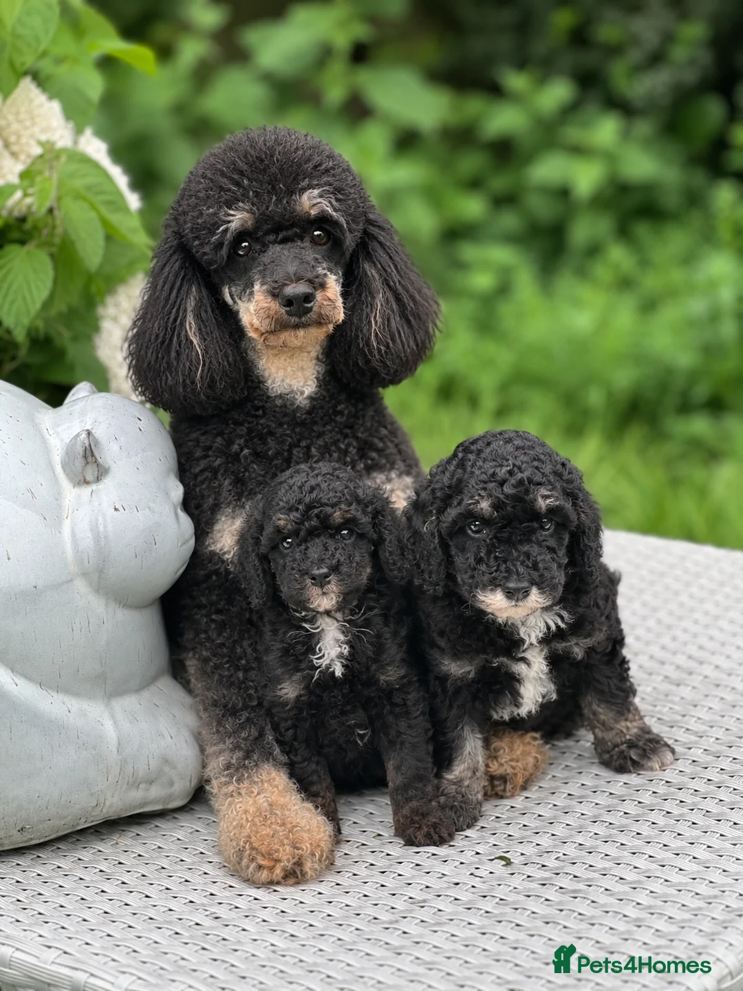 Toy Poodle dogs for sale: Stunning toy poodles  - Advert 1