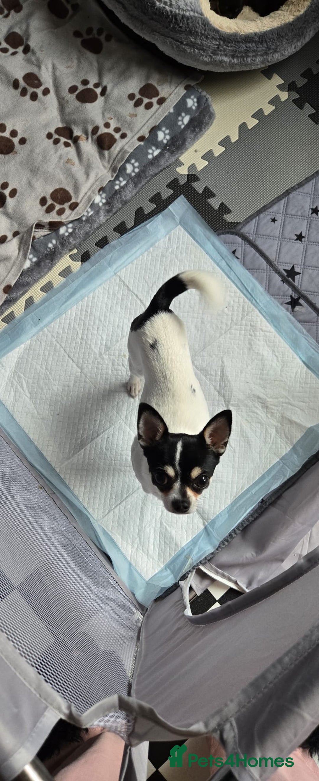 Chihuahua dogs for sale: Chihuahua Puppies - Image 16