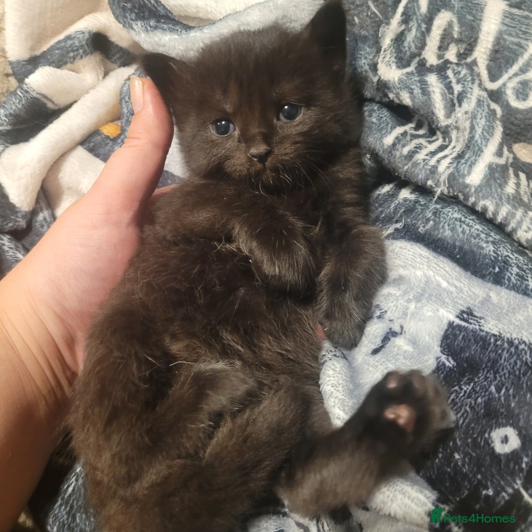 British Shorthair cats for sale: Beautiful kittens for sale - Image 3