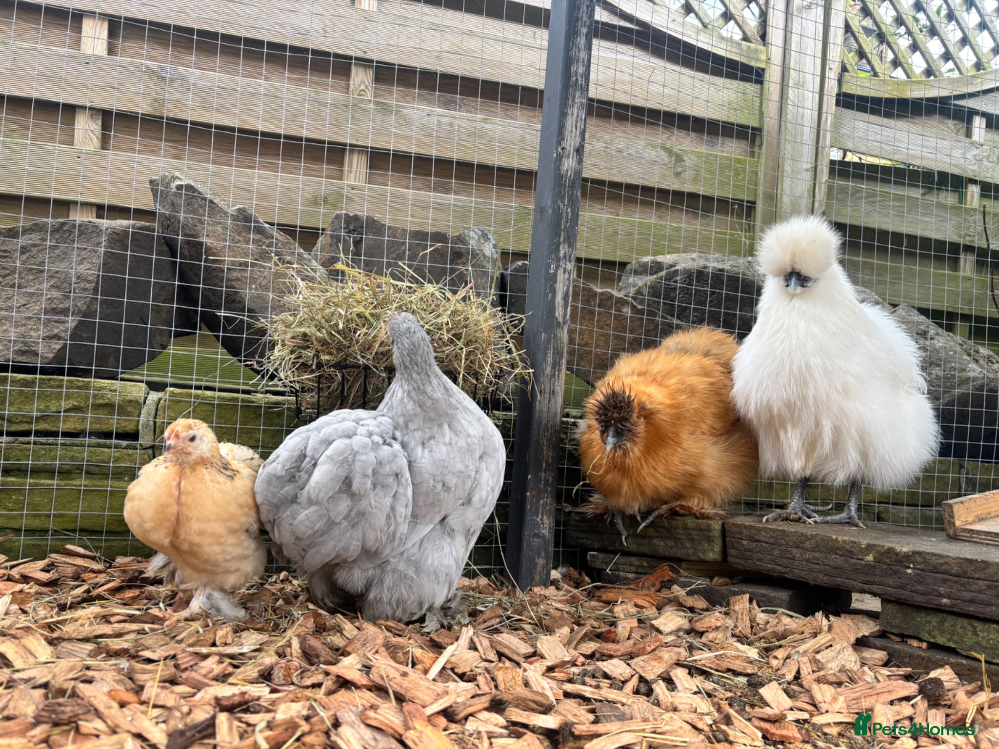 Hens poultry White silkie hen POL - Advert 11