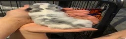 Mixed Breed dogs for sale: Beautiful white and blue Cockeranians  in Barnsley - Advert 14