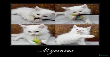 Maine Coon cats - Advert 11