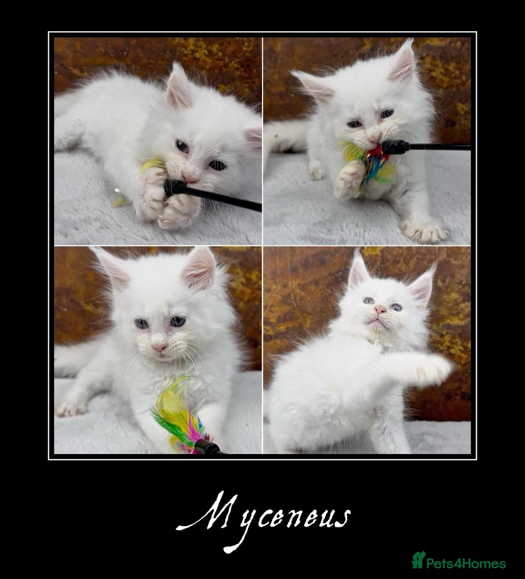 Maine Coon cats for sale: Championship line GCCF Maine Coon kittens  - Image 2