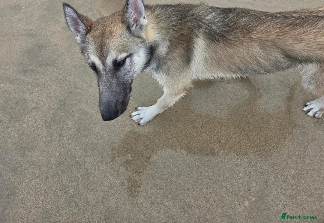 Mixed Breed dogs for sale: Moxy  - Advert 2