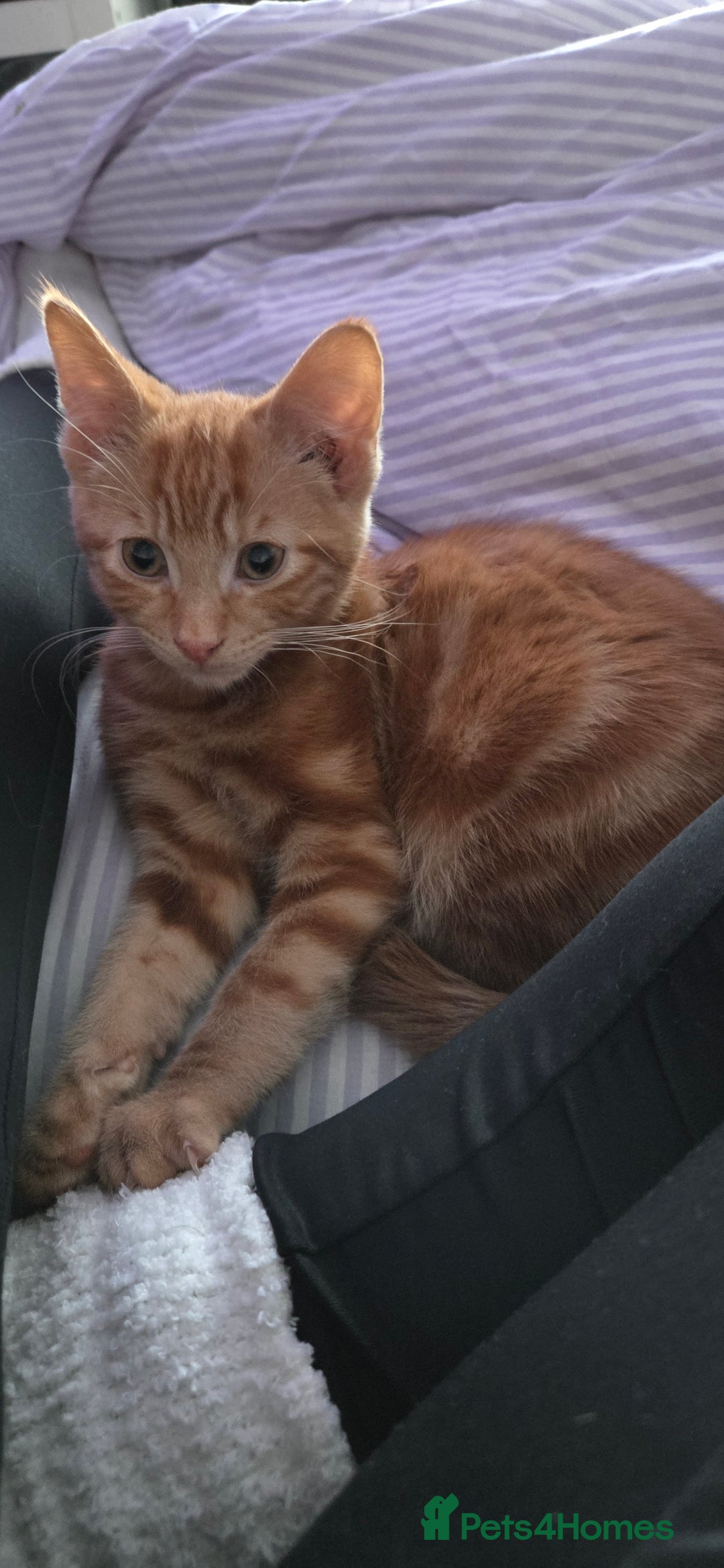 Mixed Breed cats for sale: Loving new home wanted  - Advert 3