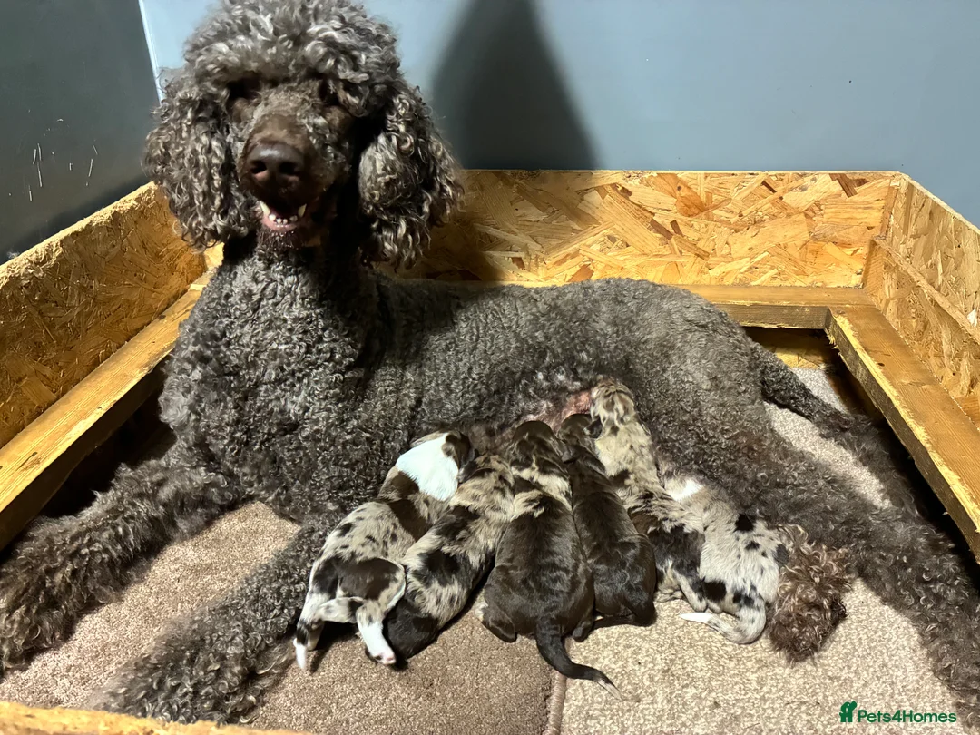 Bordoodle dogs for sale: Beautiful Bordoodles - Advert 2