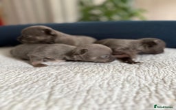 Chihuahua dogs for sale: Best quality Pedigree Puppies KC  - Image 10