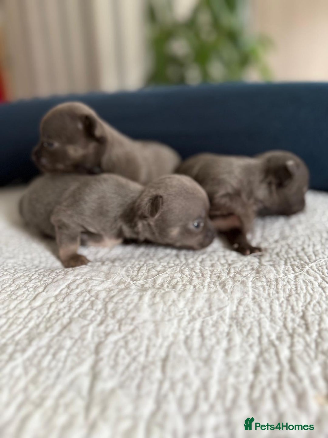 Chihuahua dogs for sale: Best quality Pedigree Puppies KC  - Image 10