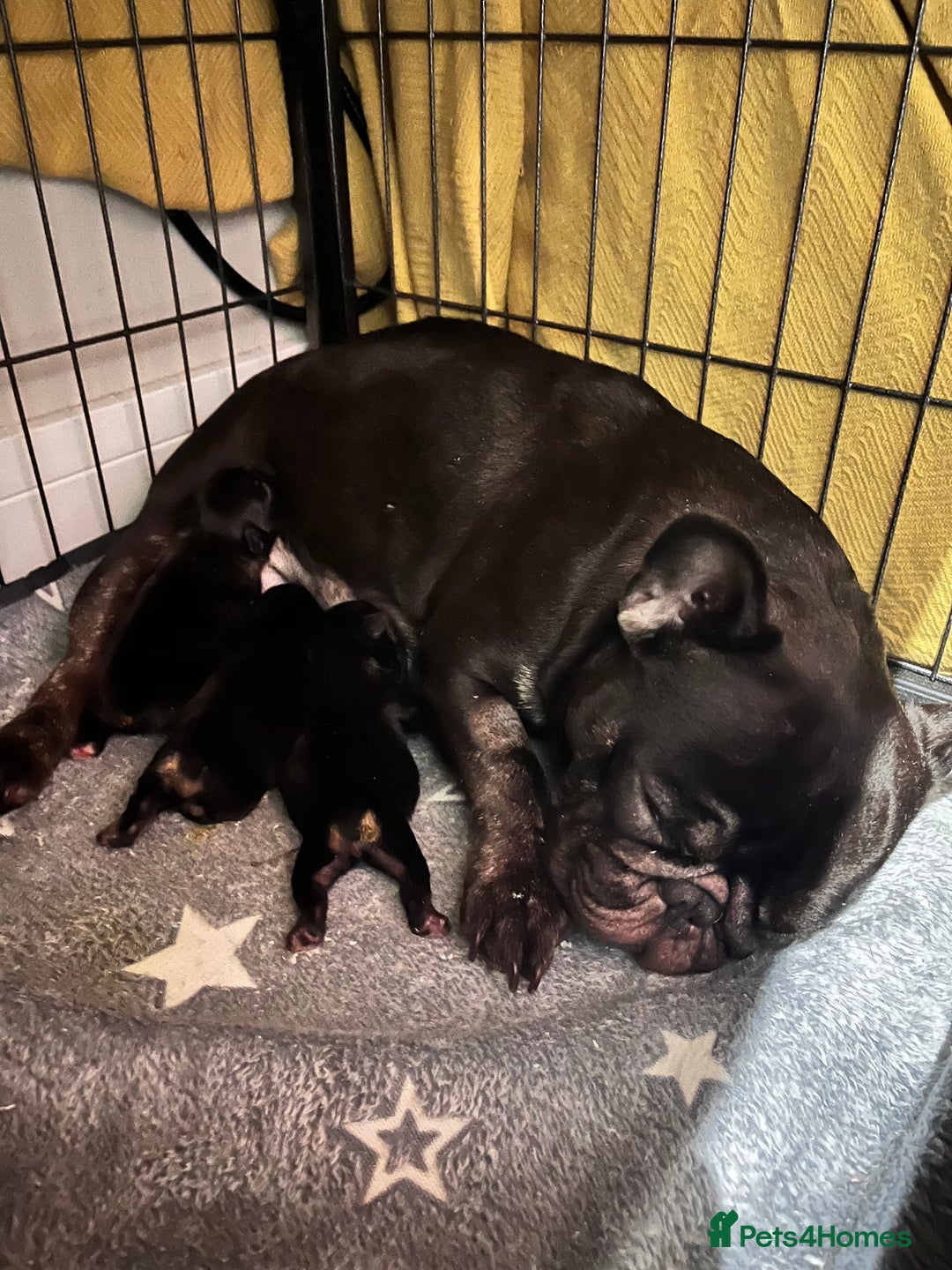 French Bulldog dogs for sale: French bulldog puppies for sale - Advert 7