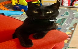 Domestic Shorthair cats for sale: Female black cat - Image 4