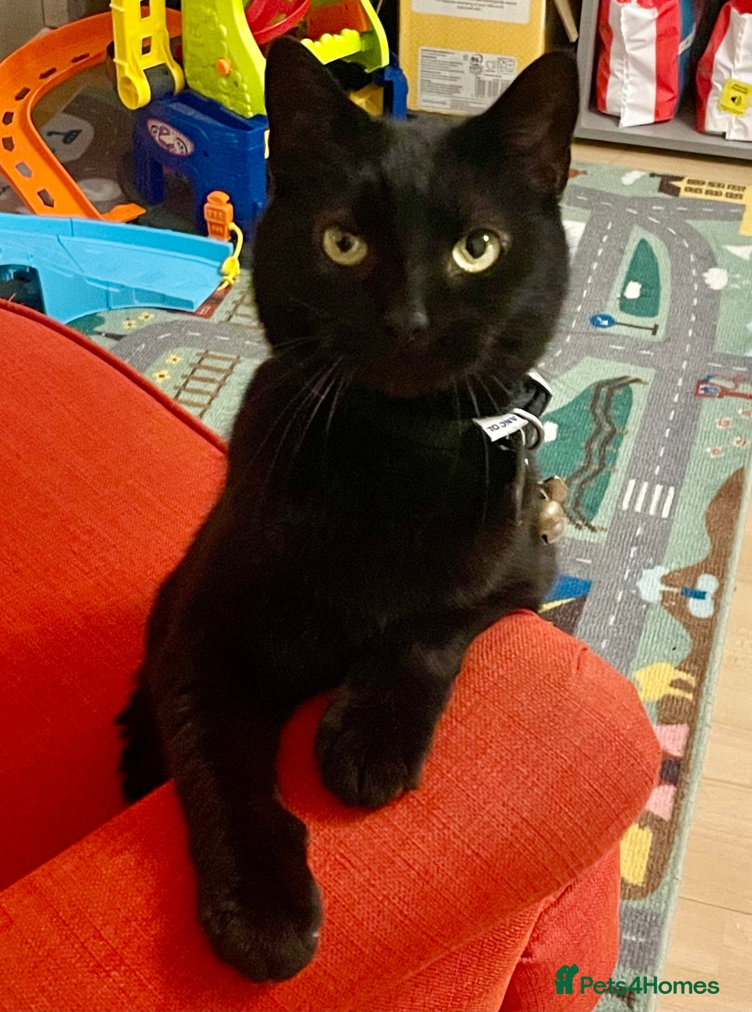 Domestic Shorthair cats for sale: Female black cat - Image 4