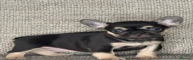 French Bulldog 8