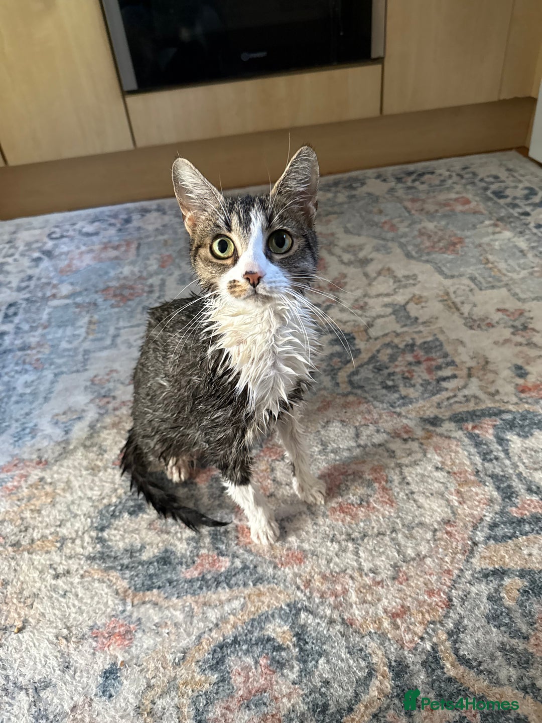 Domestic Shorthair cats for sale: Free girl cat (spayed) - Image 3