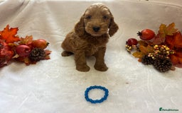 Cockapoo dogs for sale: F1 Cockapoos from health tested parents  - Image 9