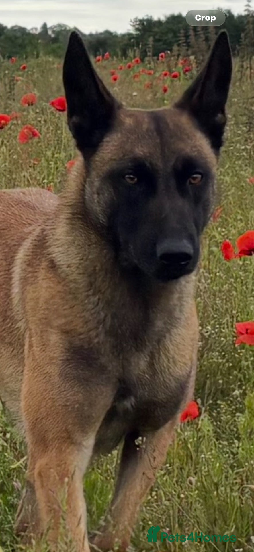 Belgian Shepherd Dog dogs for sale: Belgian Malinois puppies  - Advert 1