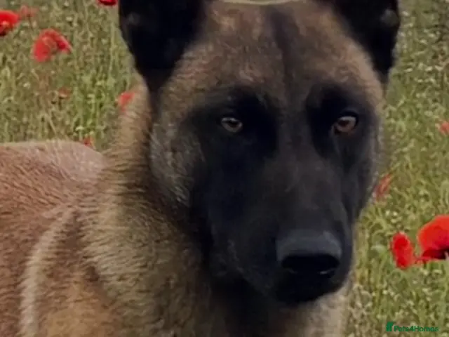 Belgian Shepherd Dog dogs for sale: Belgian Malinois puppies - Advert 1