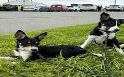 Mixed Breed dogs for sale: 16 week old collie/kelpi - Image 5