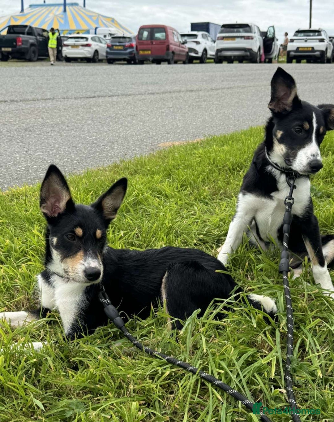 Mixed Breed dogs for sale: 16 week old collie/kelpi - Image 5
