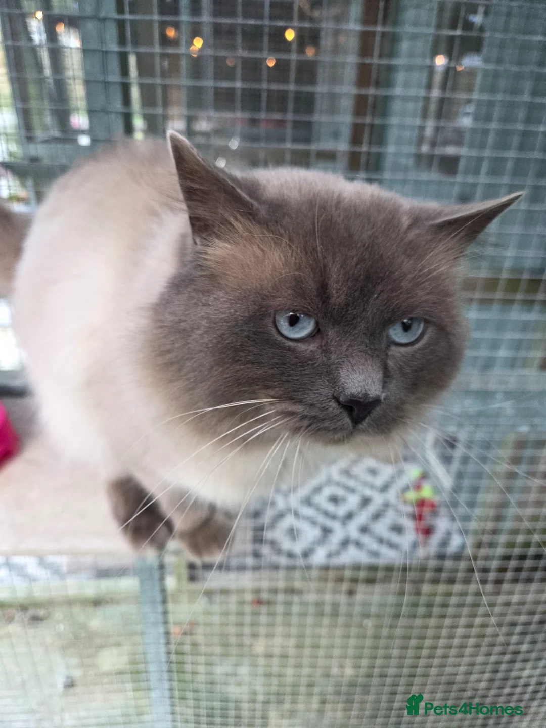 Ragdoll cats for sale: Gentle giant Winston Blue point  - Advert 2