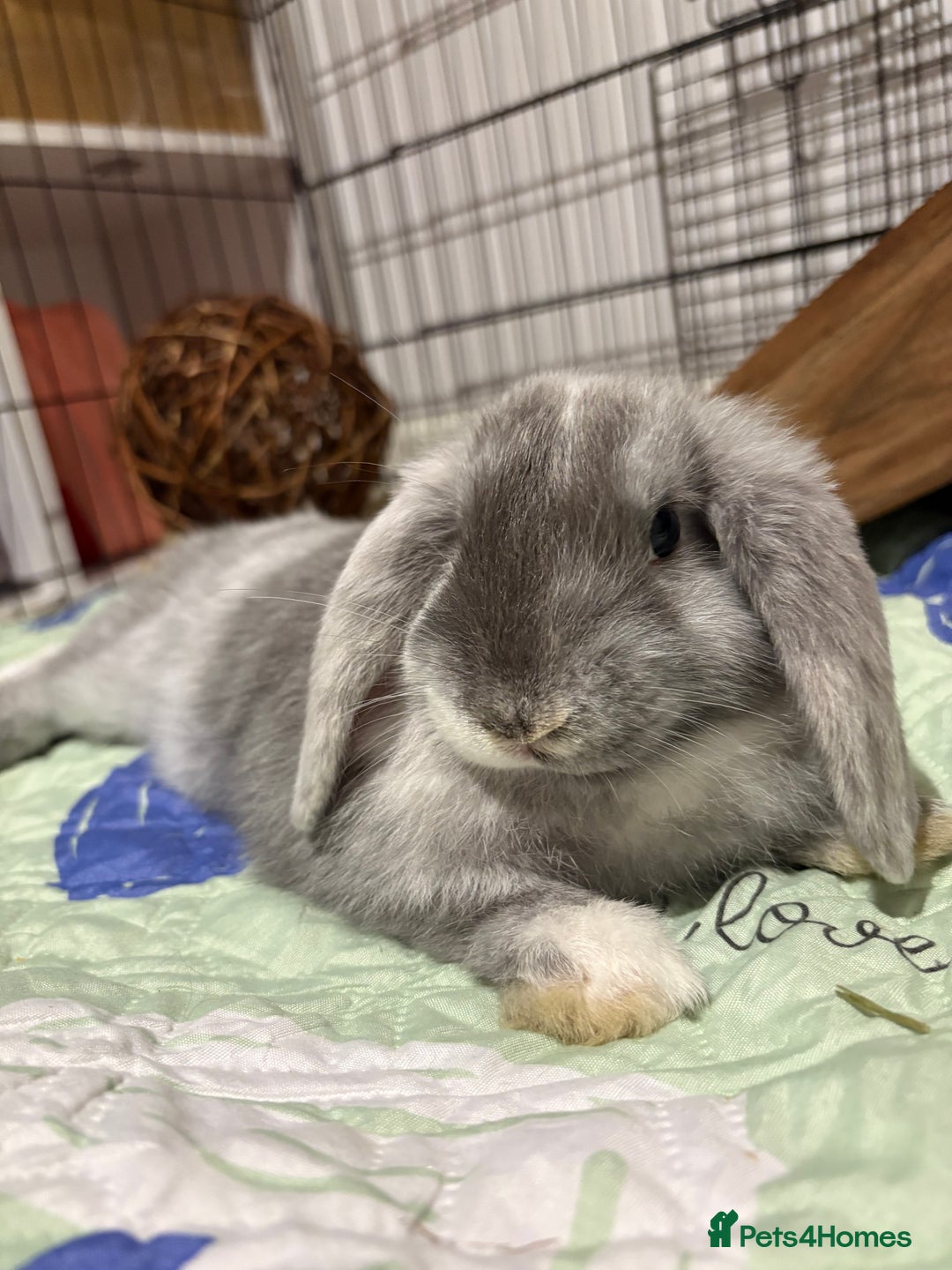 Mini Lion Lop rabbits for sale: one female mini lion lop for sale  - Advert 3