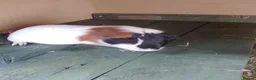 Guinea Pig rodents for sale: male guinea pigs - Advert 3