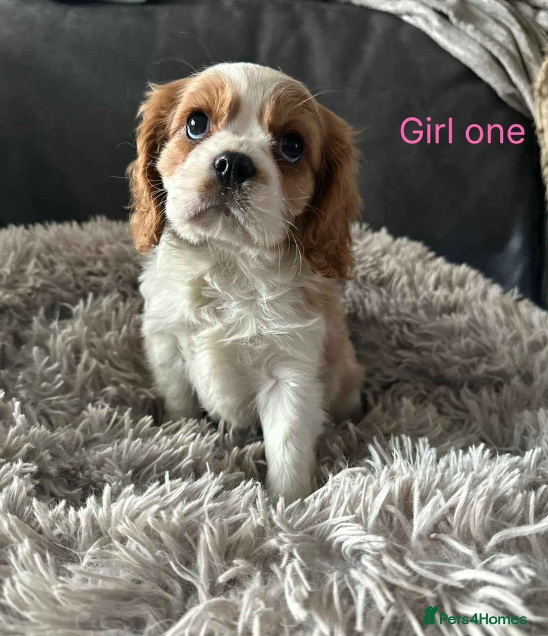 Cavalier King Charles Spaniel dogs for sale: cavalier king Charles pups parents DNA TESTED  - Advert 7
