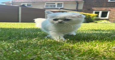 Scottish Fold cats - Advert 3