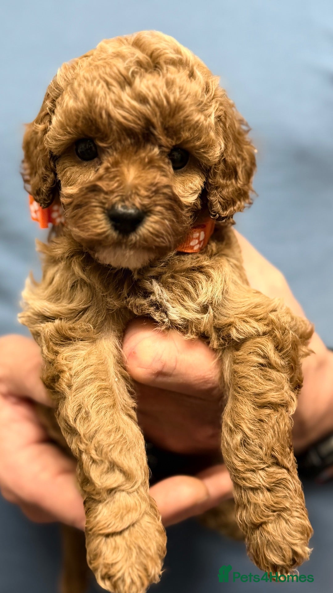 Cavapoo dogs Cavapoo Puppies ( Fox Red, Black, Black & White) - Advert 1