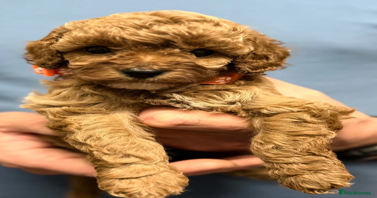 Cavapoo Puppies for sale in Plymouth | Pets4Homes