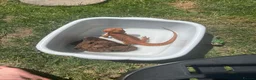 Bearded Dragon reptiles for sale: Stunning red bearded dragon with enclosure - Advert 2