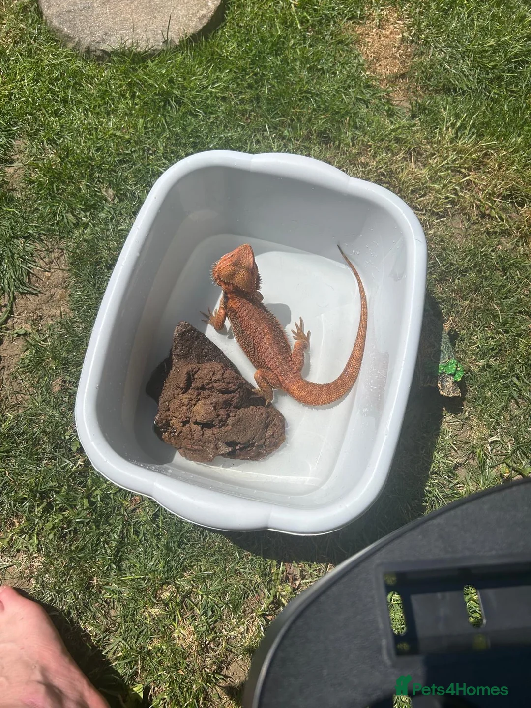 Bearded Dragon reptiles for sale: Stunning red bearded dragon with enclosure - Advert 2