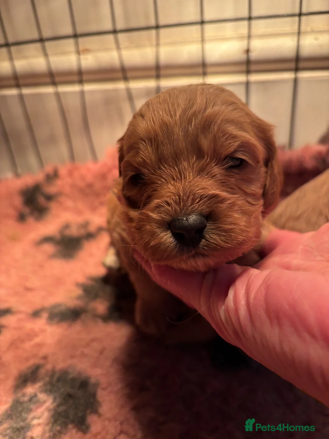 Cavapoo dogs for sale: Gorgeous Cavapoo pups  - Advert 10