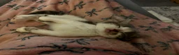 Domestic Shorthair cats for sale: Beautiful male kitten!! in Newark - Advert 7