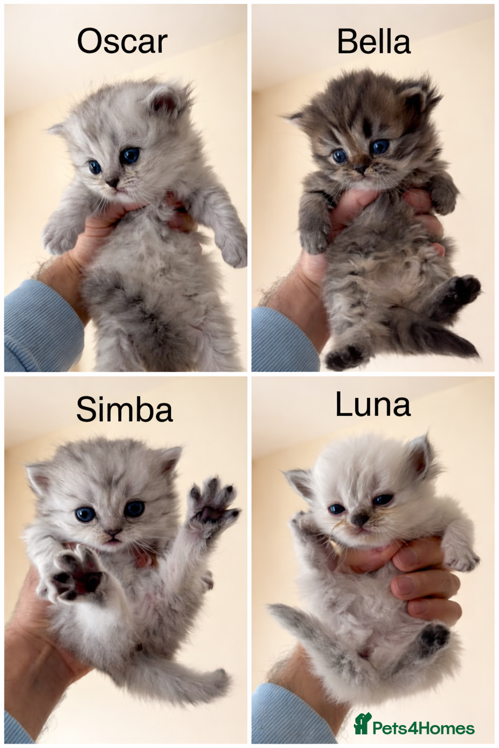 Persian cats Pure Persian Kittens for Sale: 2 Males & 2 Females - Advert 2