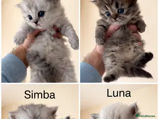 Persian cats Pure Persian Kittens for Sale: 2 Males & 2 Females - Advert 2