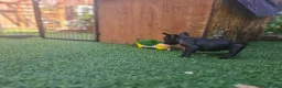 French Bulldog dogs for sale: Beautiful  KC registered French bulldog puppies  in Chorley - Advert 5