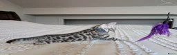 Bengal cats for sale: 🖤🩶🤍 Stunning Bengal Kittens 🤍🩶🖤 - Advert 31