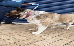 Akita dogs for sale: Nazzar - Image 2