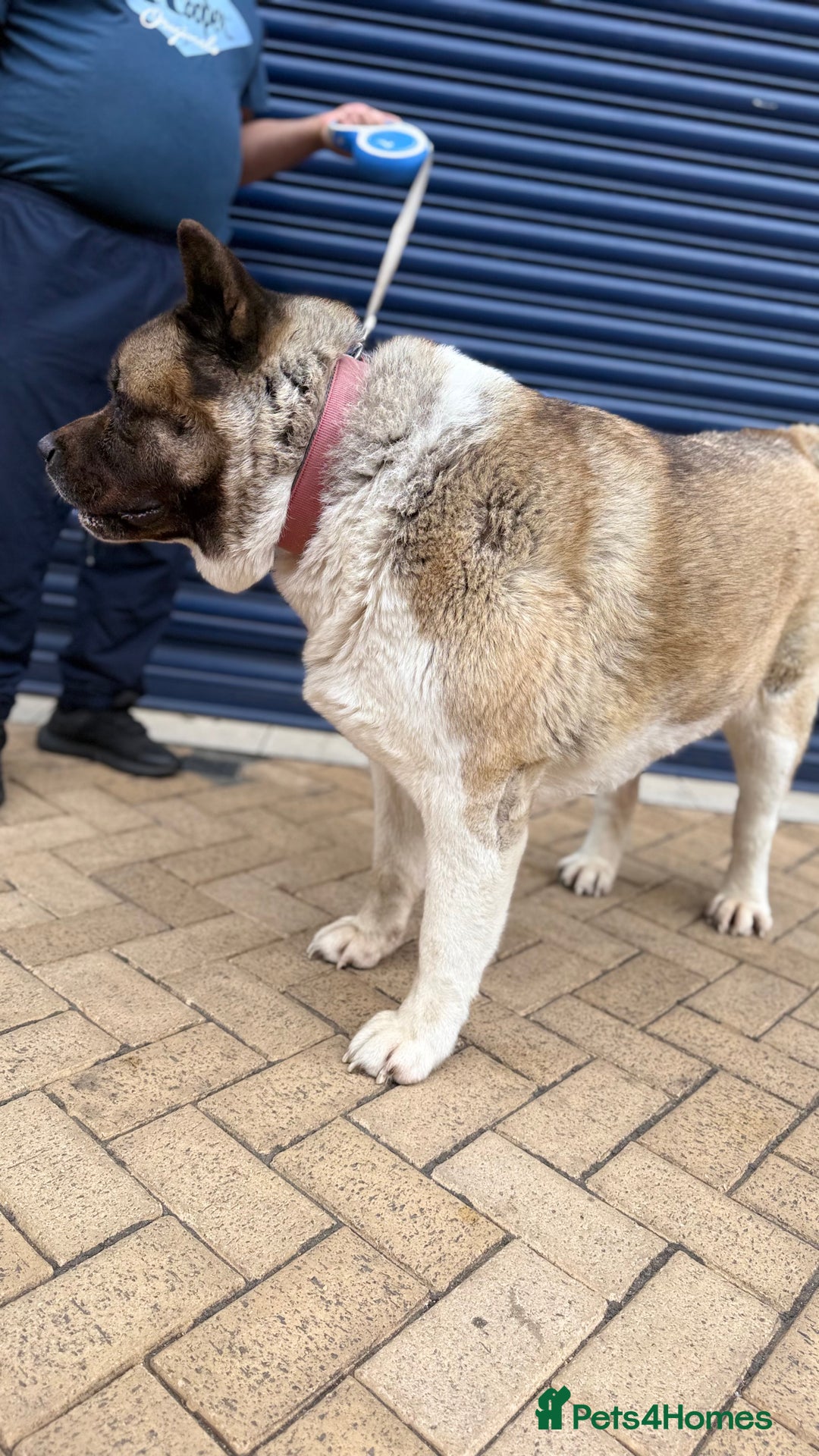 Akita dogs for sale: Nazzar - Image 2