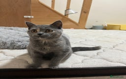 British Shorthair cats for sale: Lovely BSH kittens for sale  - Image 12